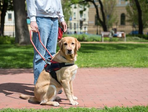 Photo of a service dog